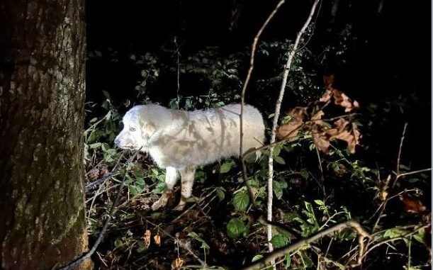 Ausgesetzter Hund